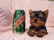 Cute  Yorkie puppies for adoption